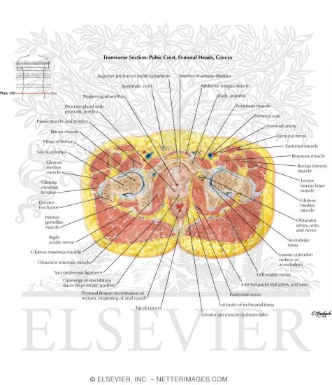 Watermarked preview of labeled image: Male Pelvis: Bladder-Prostate Junction
