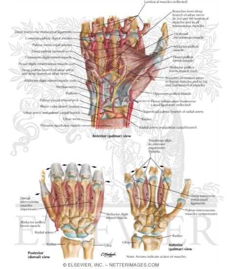 Intrinsic Muscles of Hand