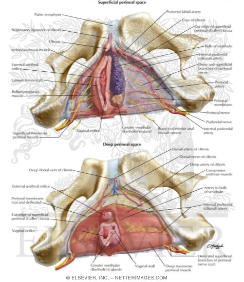 Watermarked preview of labeled image: Female Perineal Spaces