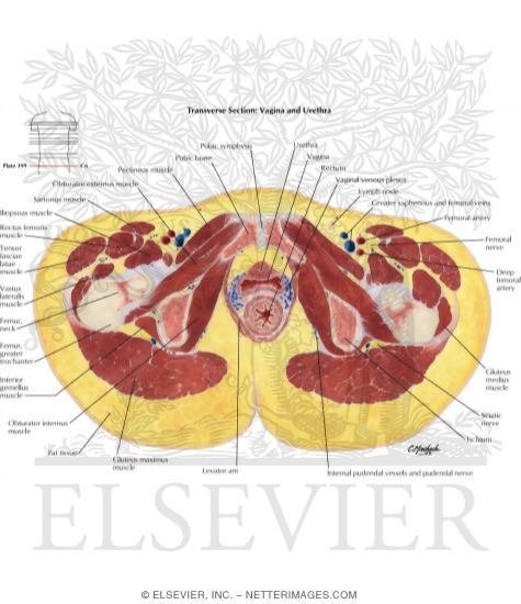Female Pelvis: Cross Section