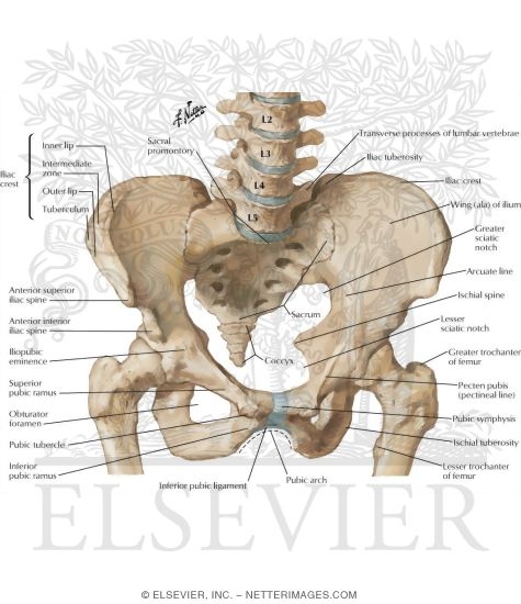 Bony Framework of Pelvis