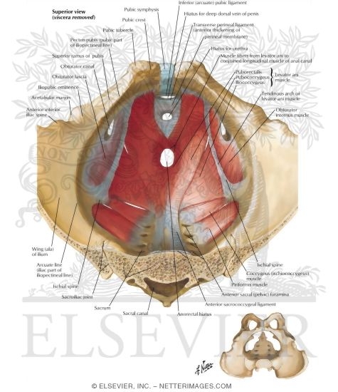 Watermarked preview of labeled image: Pelvic Diaphragm: Male
