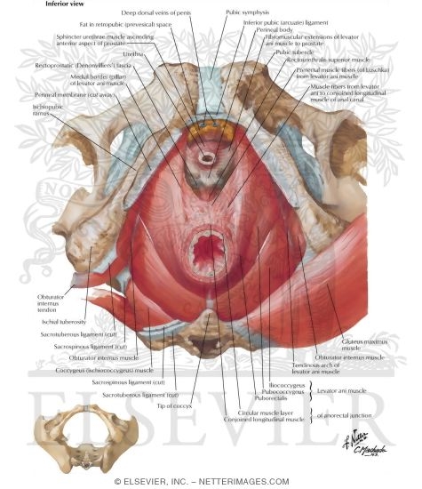 Pelvic Diaphragm: Male