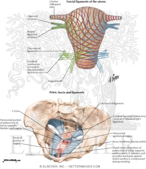 Uterus: Fascial Ligaments