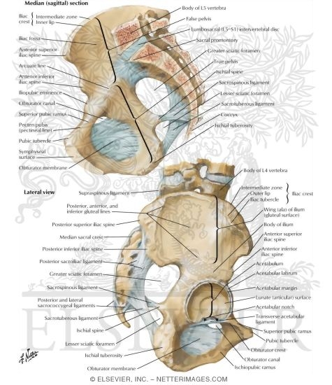 Bones and Ligaments of Pelvis