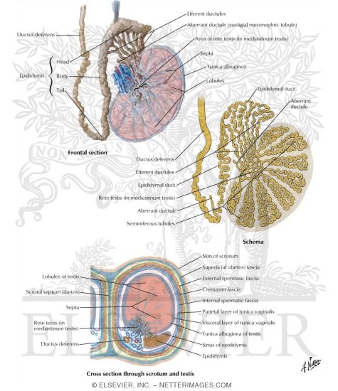 Watermarked preview of labeled image: Testis, Epididymis, and Ductus Deferens