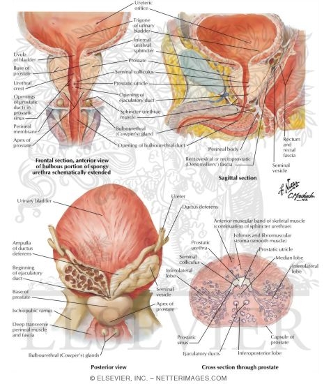 Prostate and Seminal Vesicles