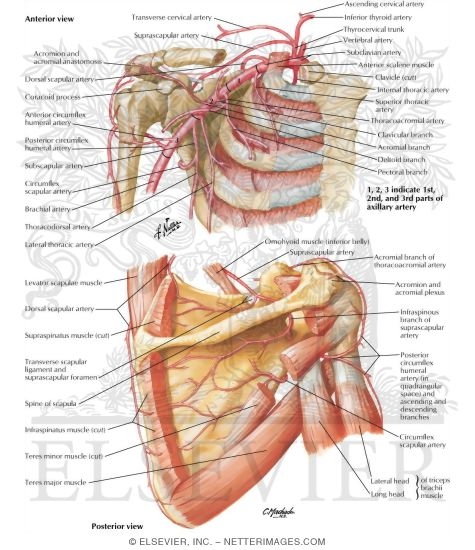 Watermarked preview of labeled image: Axillary Artery and Anastomoses Around Scapula