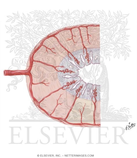 Watermarked preview of unlabeled image: Blood Supply of Endometrium