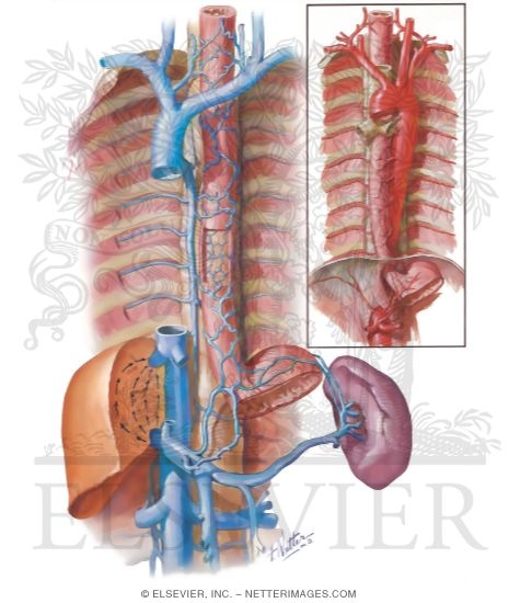 Blood Supply of Esophagus