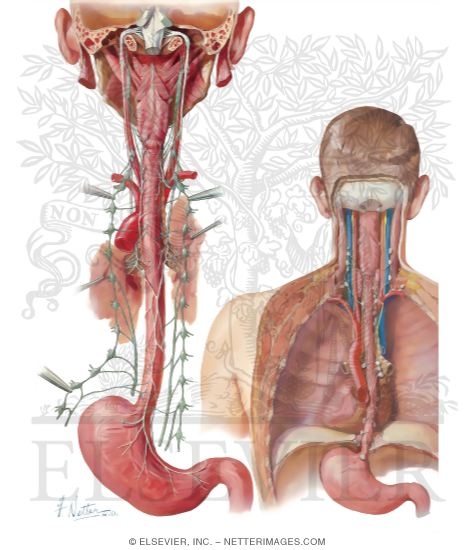Watermarked preview of unlabeled image: Innervation and Lymphatic Drainage of Esophagus