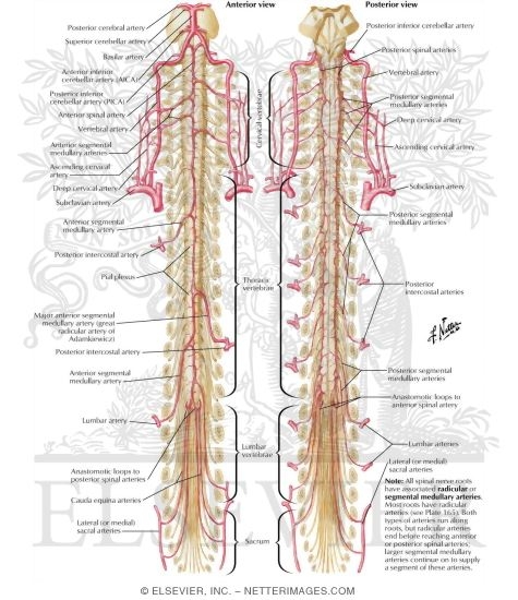 Watermarked preview of labeled image: Arteries of Spinal Cord: Schema