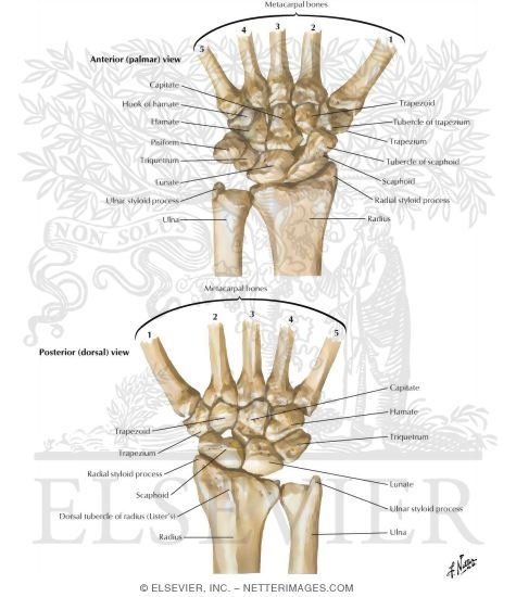 Carpal Bones