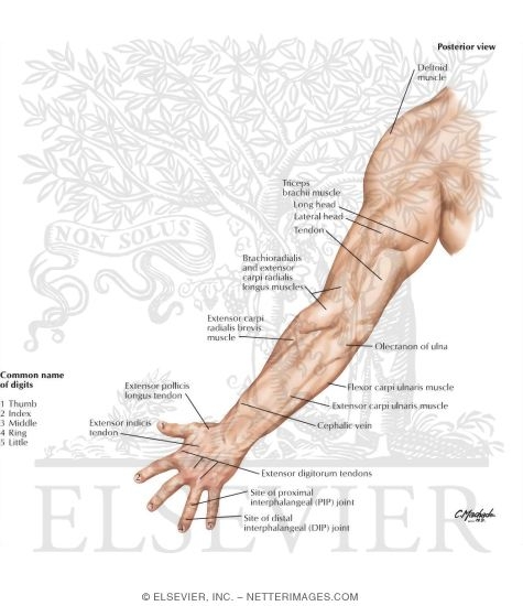 Upper Limb: Surface Anatomy