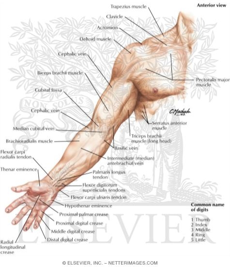 Upper Limb: Surface Anatomy
