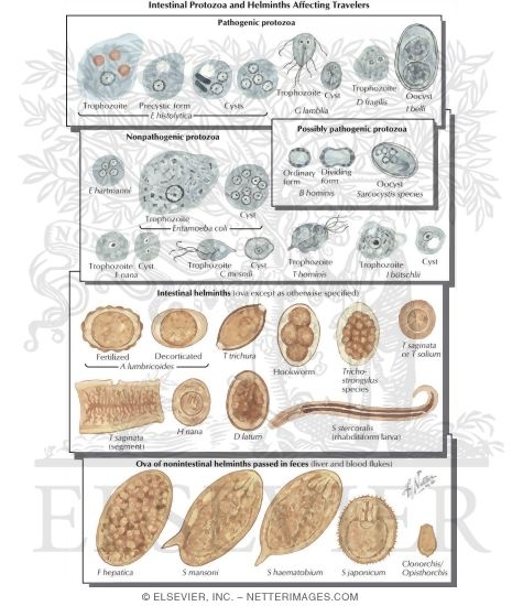 helminthiases protozoa