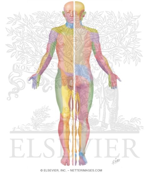 Cutaneous Nerve Distribution