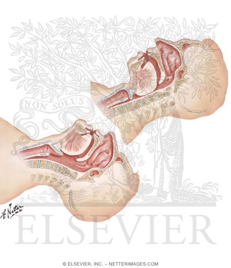 Watermarked preview of unlabeled image: Anatomy of Opening Airway
