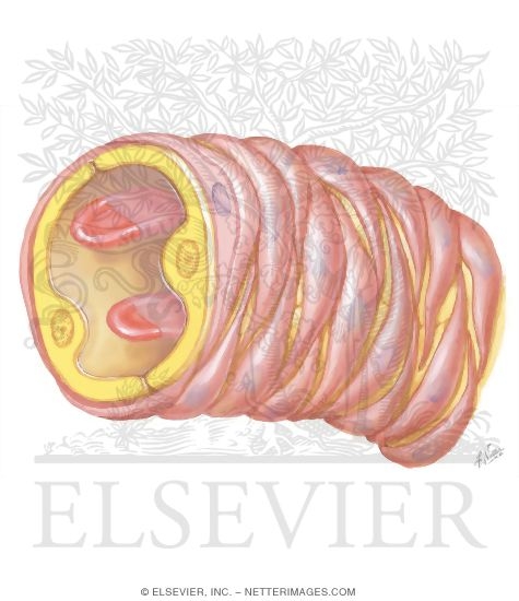 Watermarked preview of unlabeled image: Vascular Smooth Muscle