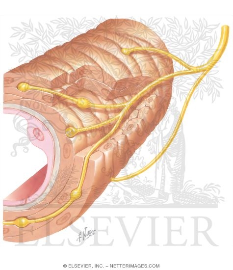 Watermarked preview of unlabeled image: Nerve Effect