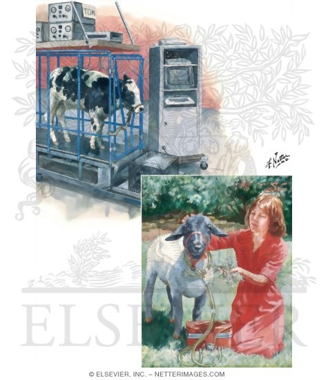 Watermarked preview of unlabeled image: Exercise and Monitoring of the Animals