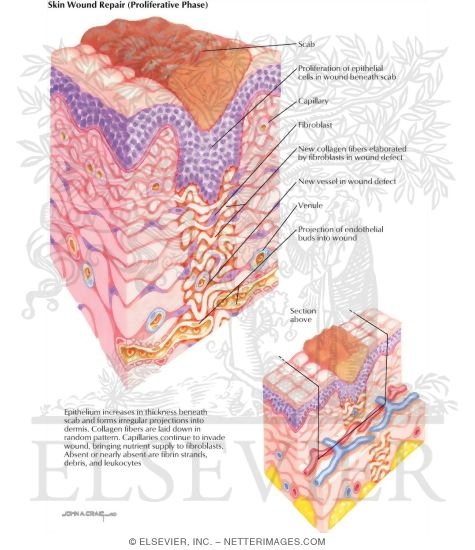 Watermarked preview of labeled image: Skin Wound Repair
