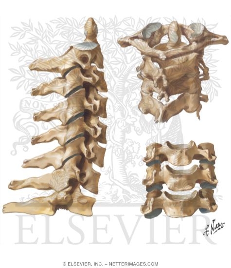 Joints of the Cervical Spine