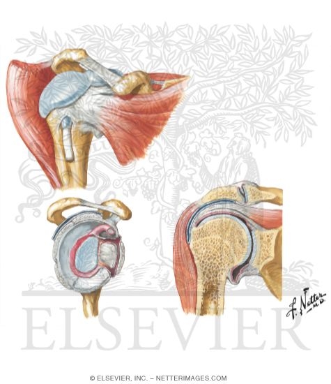 Shoulder (Glenohumeral) Joint