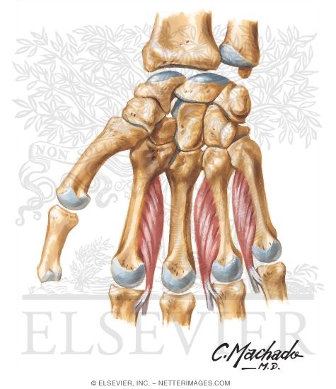 Intrinsic Muscles of Hand