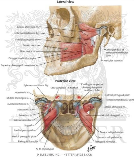 Muscles Involved in Mastication