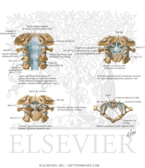 Internal Craniocervical Ligaments