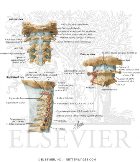 Watermarked preview of labeled image: External Craniocervical Ligaments