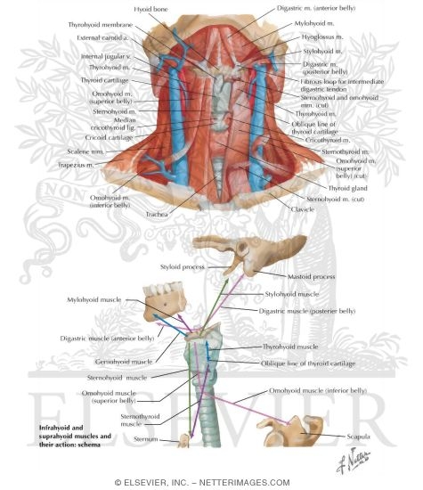 Extrinsic Muscles of the Larynx and Their Action
Infrahyoid and Suprahyoid Muscles