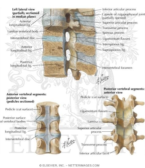 Vertebral Ligaments: Lumbar Region
Ligaments of the Spinal Column