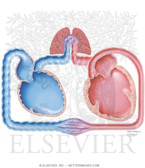 Congestive Heart Failure; Schematic #1