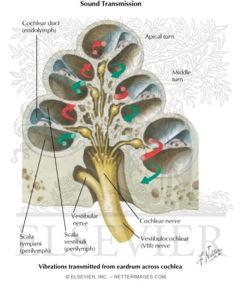 Cross Section of Cochlea