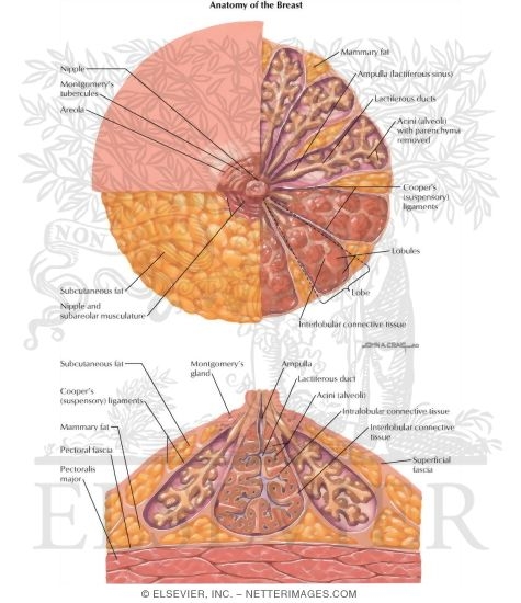 Breast Tumors: Anatomy of the Breast