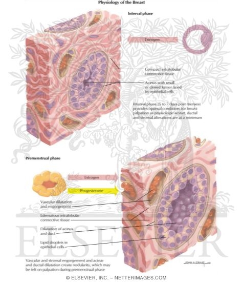 Watermarked preview of labeled image: Breast Tumors: Physiology of the Breast