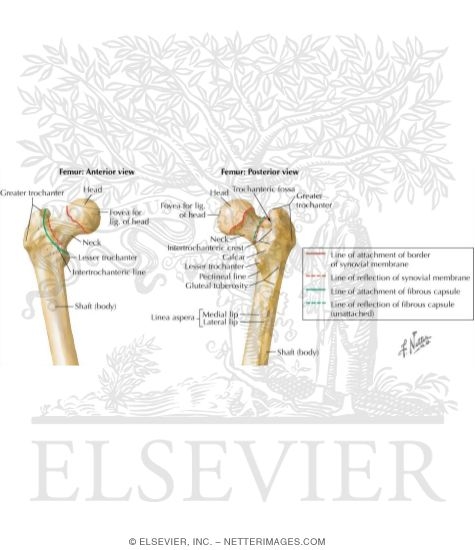Femur: Lines of Attachment and Reflection of Synovial Membrane and Fibrous Capsule