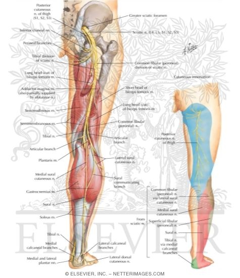 Sciatic Nerve (L4, L5; S1, S2, S3) and Posterior Femoral Cutaneous Nerve (S1, S2, S3)
Sciatic Nerve and Posterior Cutaneous Nerve of Thigh