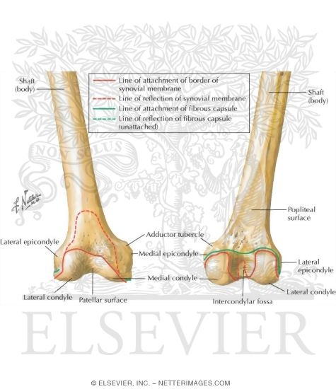 Femur