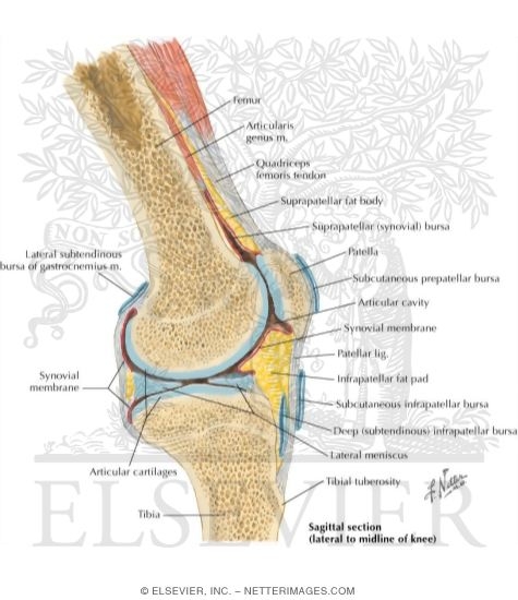 Sagittal Knee