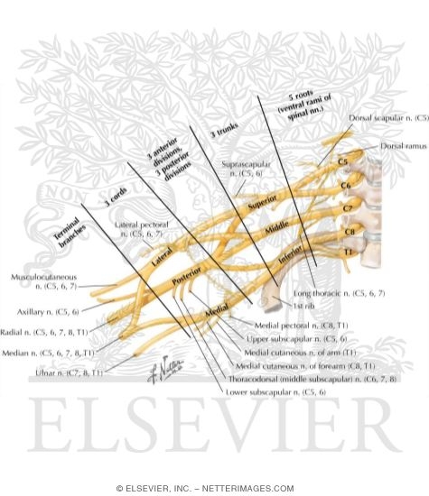 Brachial Plexus: Schema