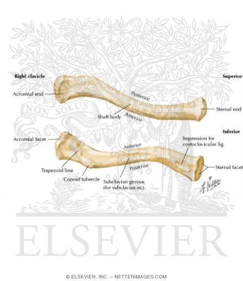 Shoulder: Bones (Pectoral Girdle)