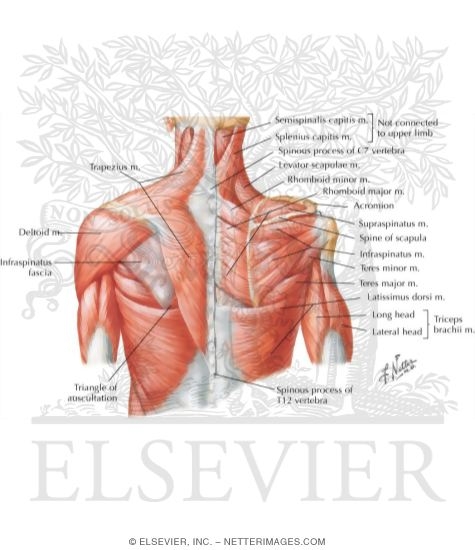 Shoulder: Muscles