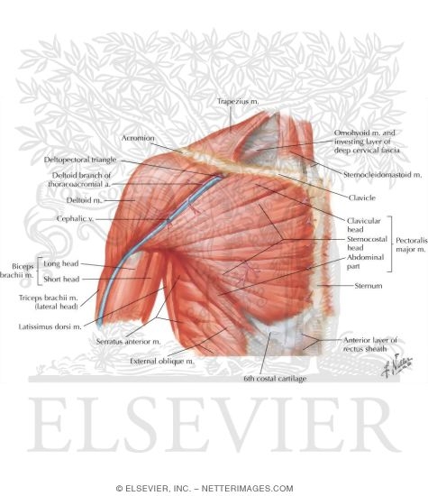Shoulder Muscles