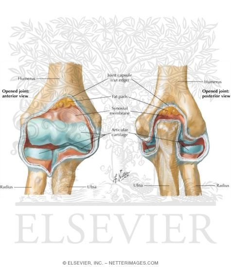 Anterior and Posterior Opened Eblow Joint