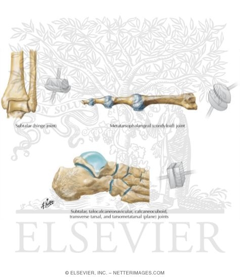 Talocrural (Hinge) Joint