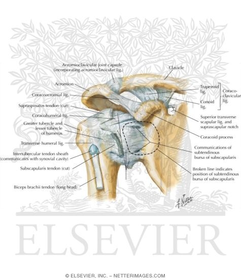 Shoulder Ligaments Anterior View