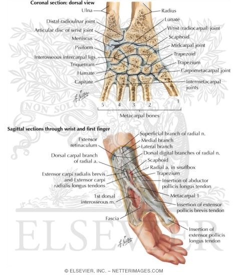 Watermarked preview of labeled image: Wrist Joint